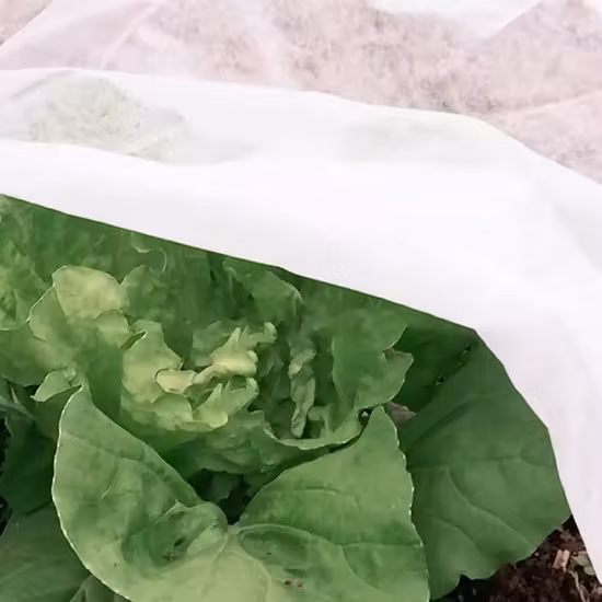 Nonwoven 2022 New Low Cost Finely Processed Agriculture PP Fabric Spunbond Nonwoven